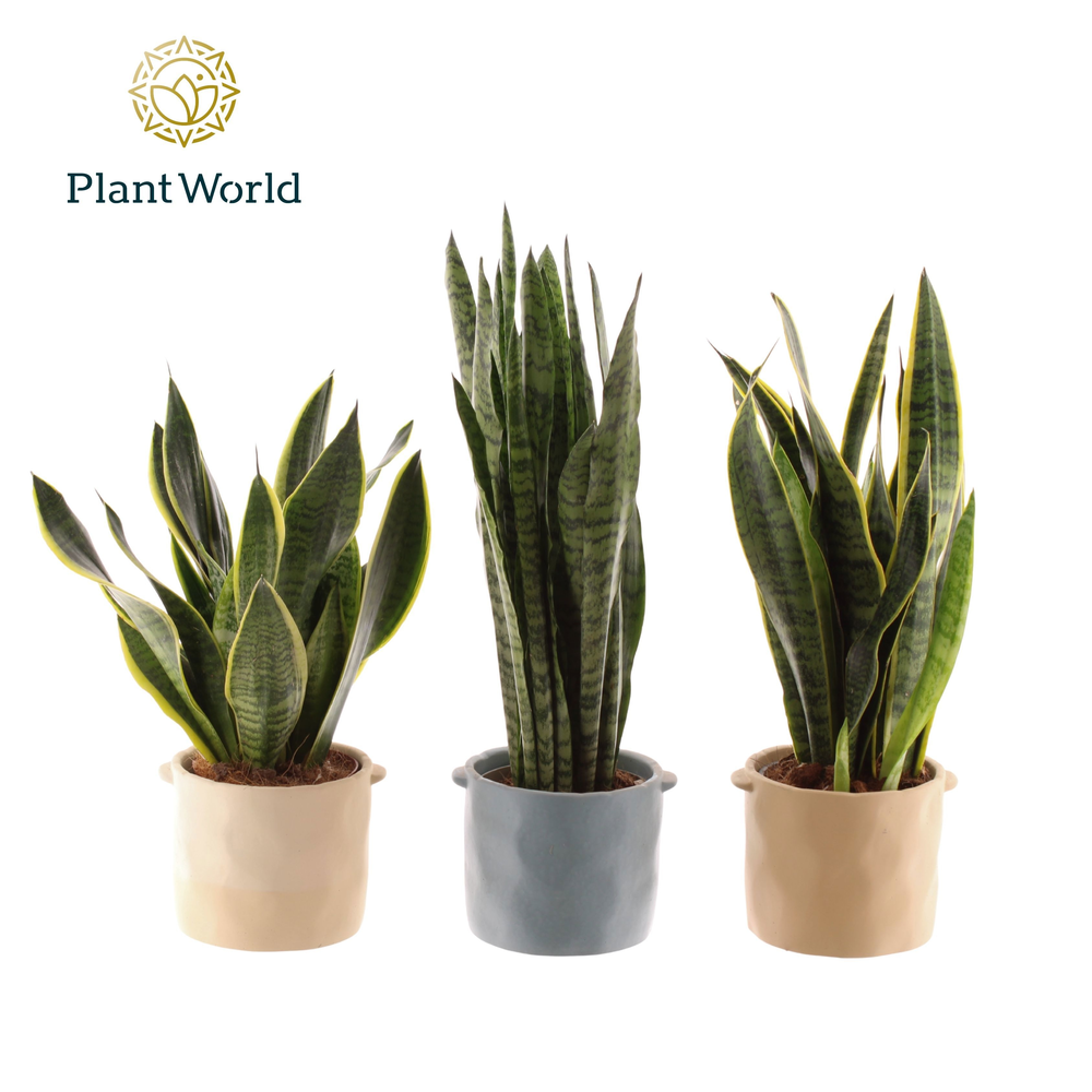Sansevieria mix 14 cm in pot Charlotte.