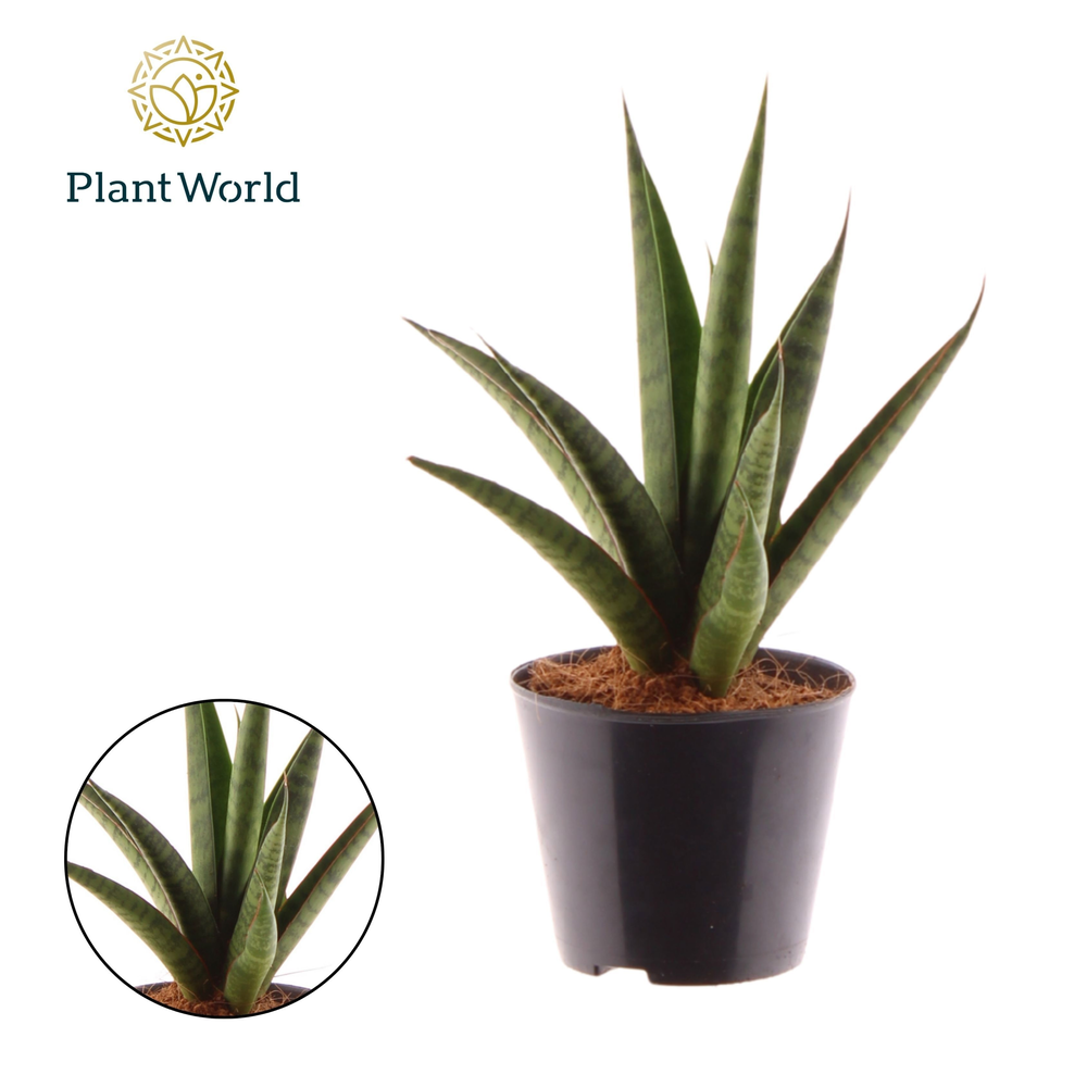 Sansevieria 'trifciata' Pineapple.
