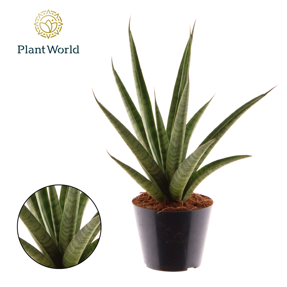 Sansevieria 'trifciata' Pineapple.