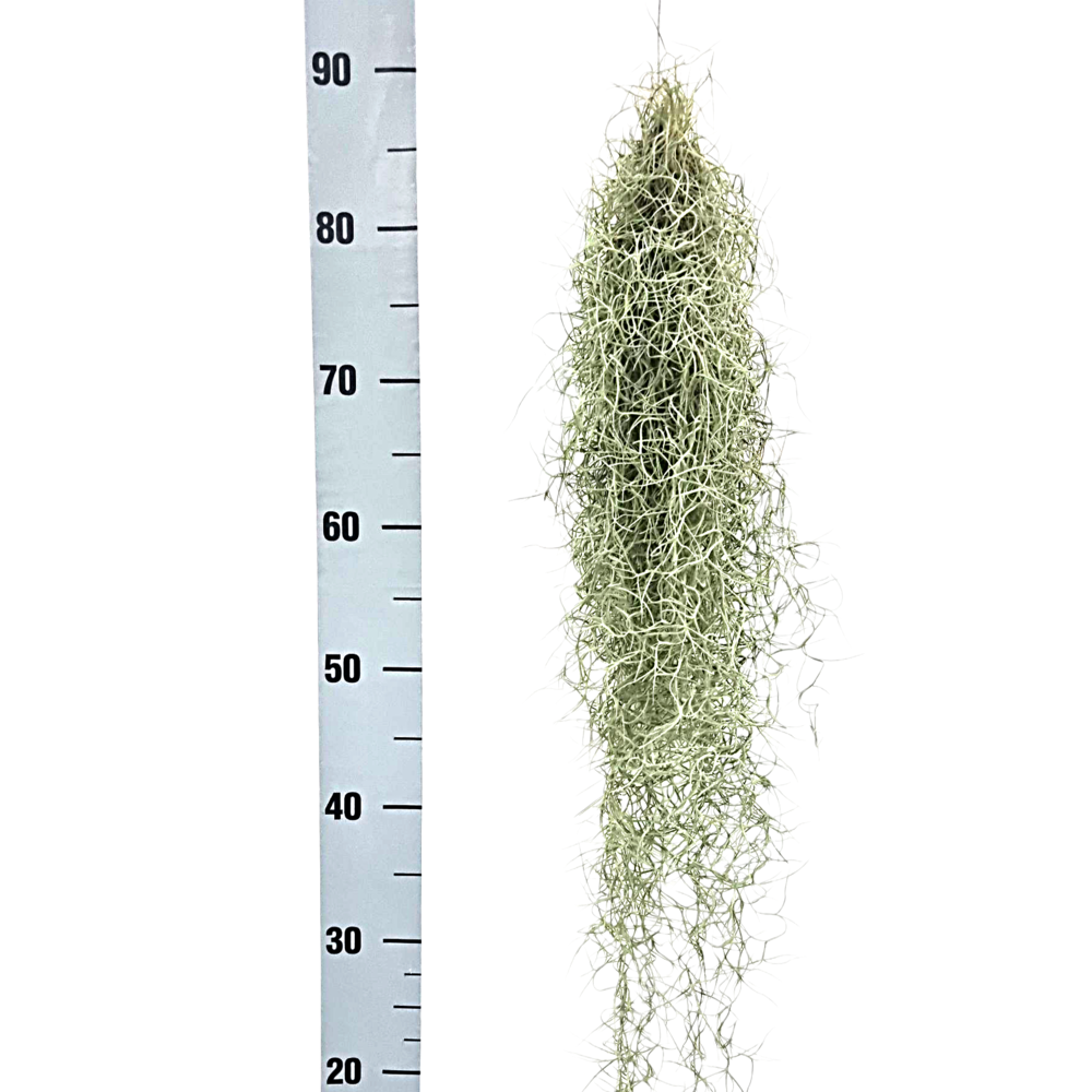 Tillandsia usneoides grey Large.