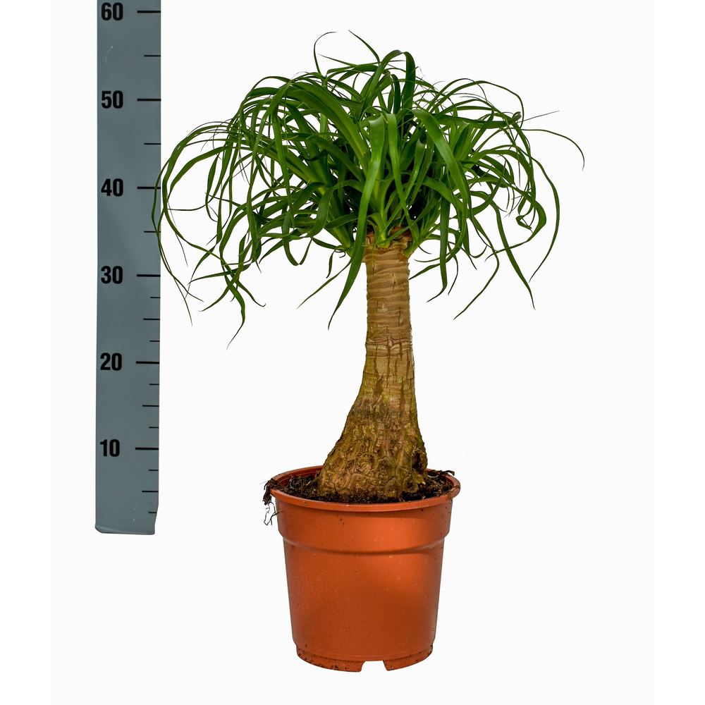 Beaucarnea 17 cm.