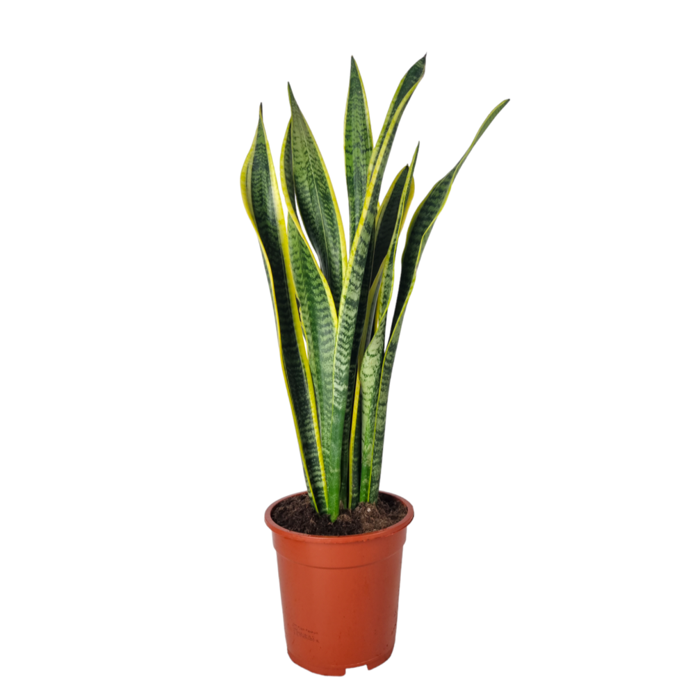 Sansevieria Laurentii 19 cm.