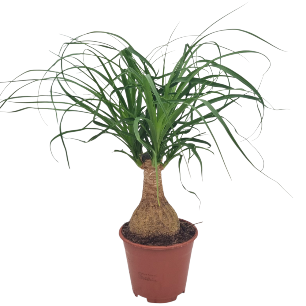 Beaucarnea 14 cm.