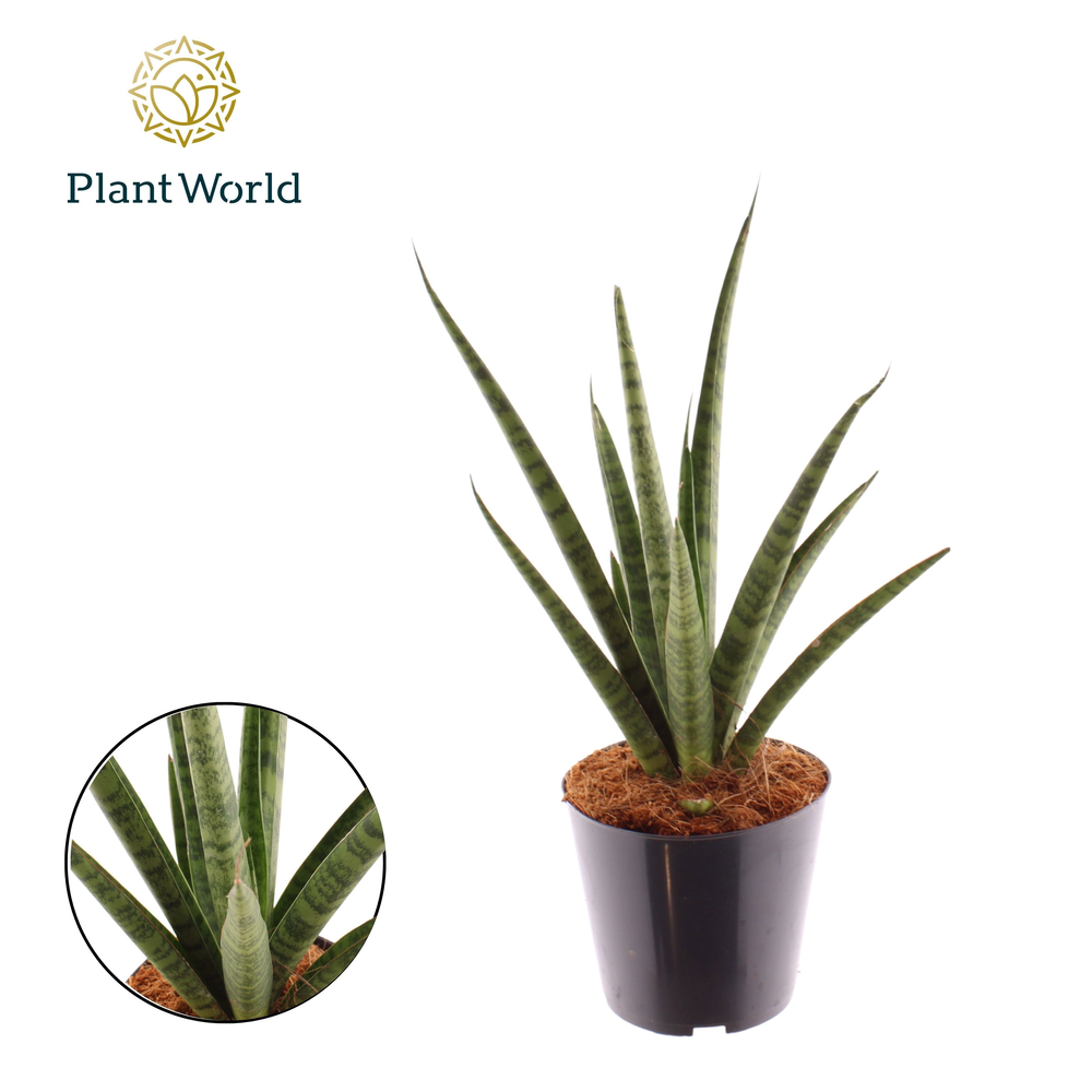 Sansevieria 'Dancing Queen'.