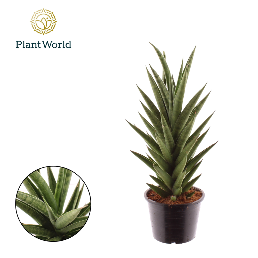 Sansevieria 'Starshooter'.