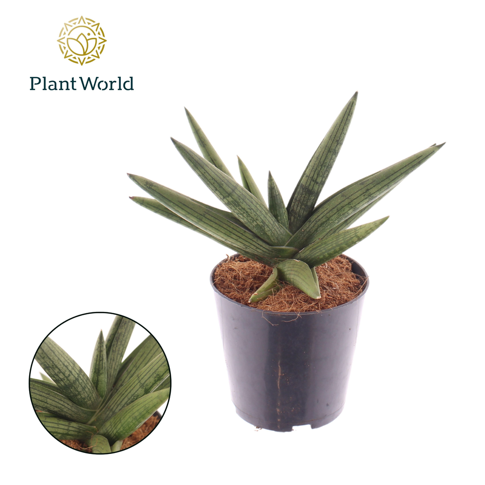 Sansevieria Helios gedraaid.