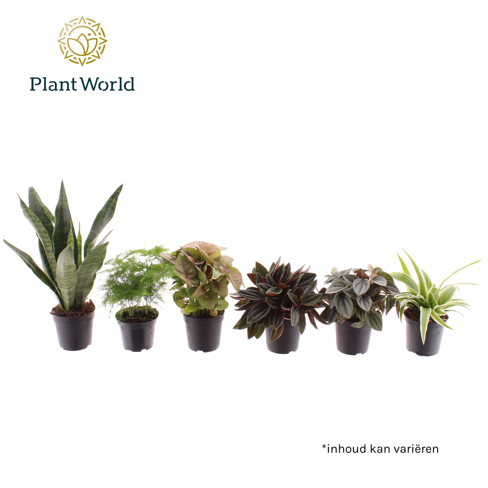 Miniplanten gemengd op de laag (24 verschillende s.