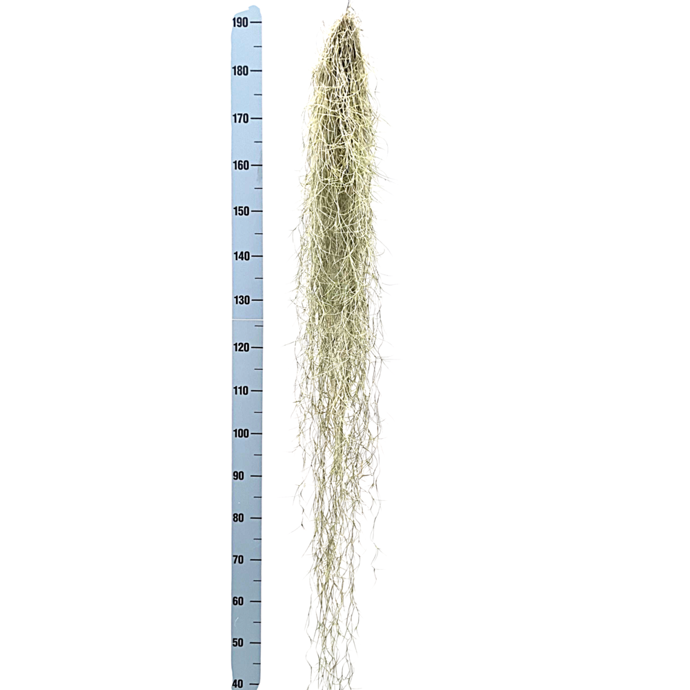 Tillandsia usneoides grey extreme.