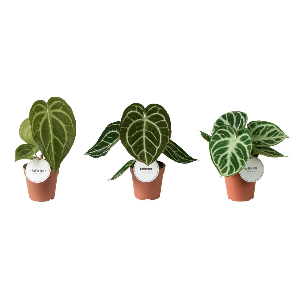 Anthurium Mix.