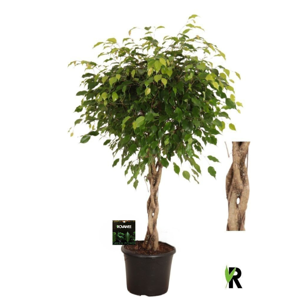 Ficus benj. Exotica melted braid.
