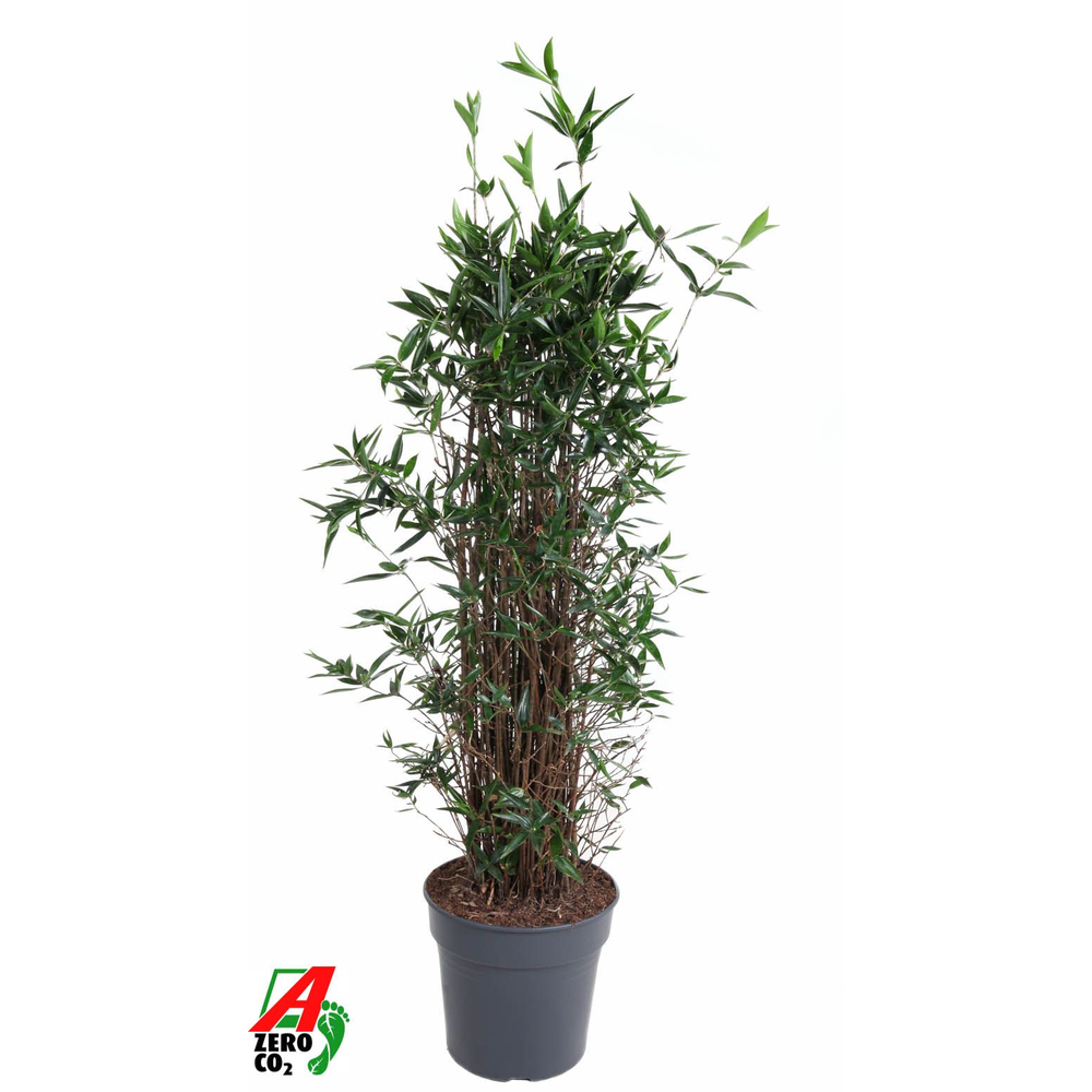 Dracaena Surculosa bush P31.