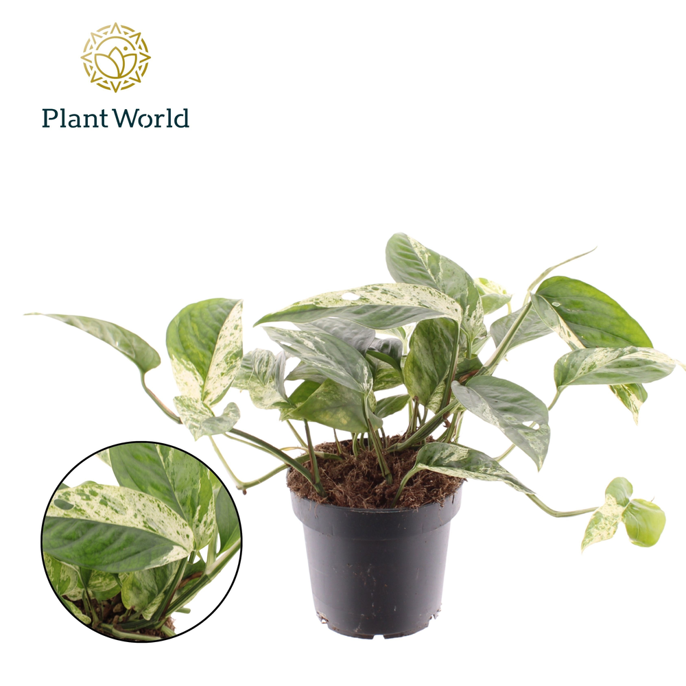 Epipremnum Marble king.