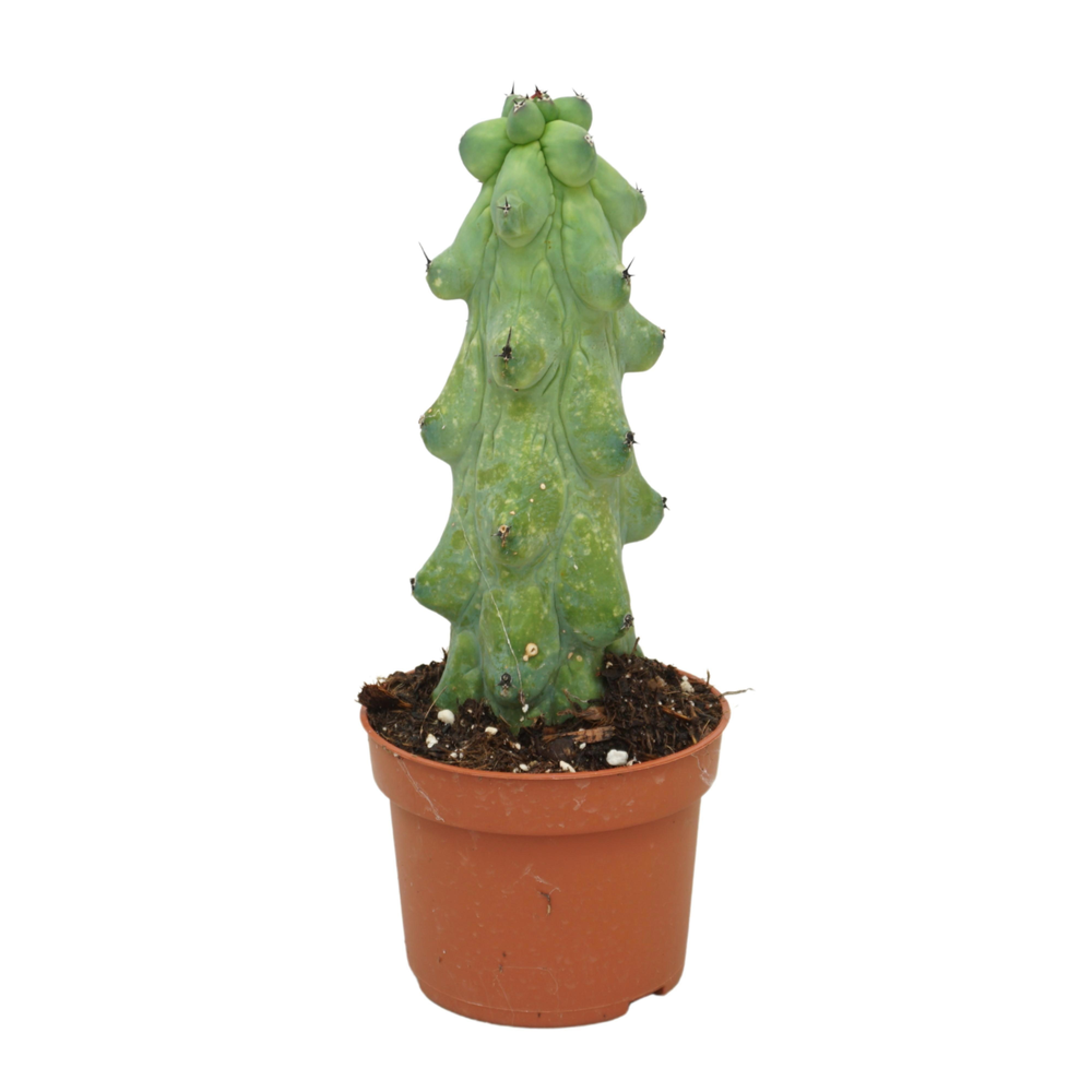 Myrtillocactus 'Boobie' 10,5 cm.