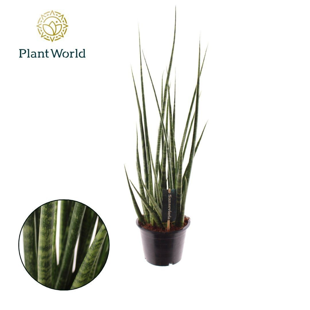 Sansevieria 'Digitorum'.