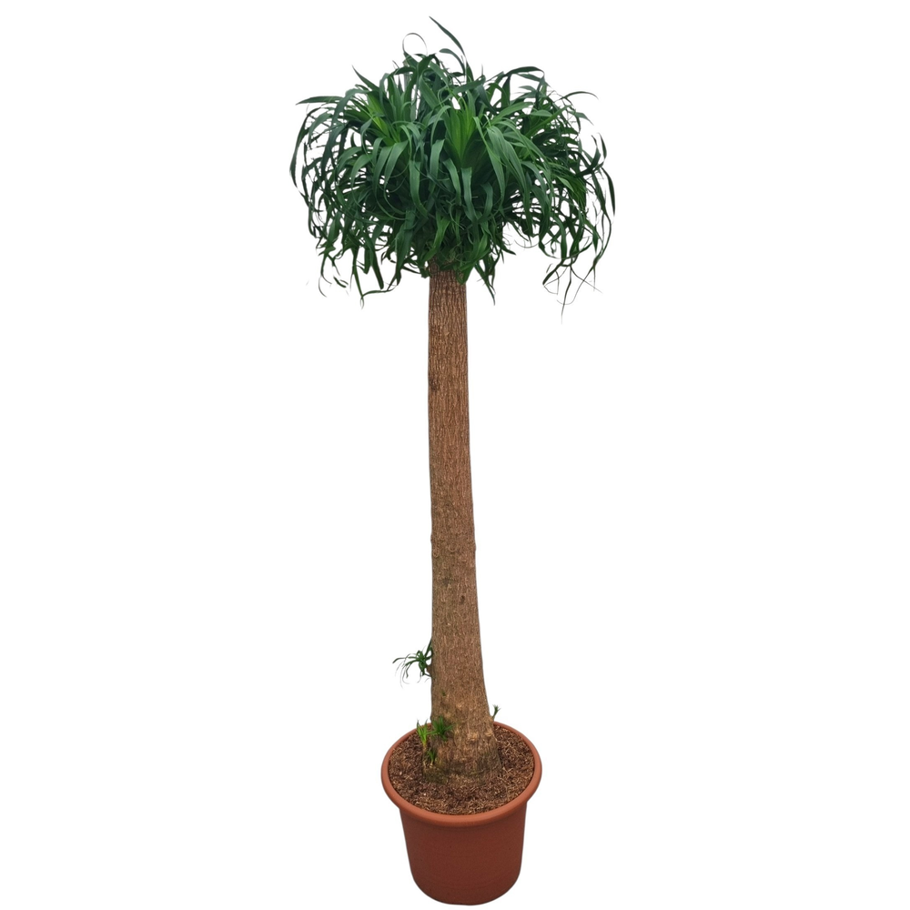 Beaucarnea 40 cm recht.