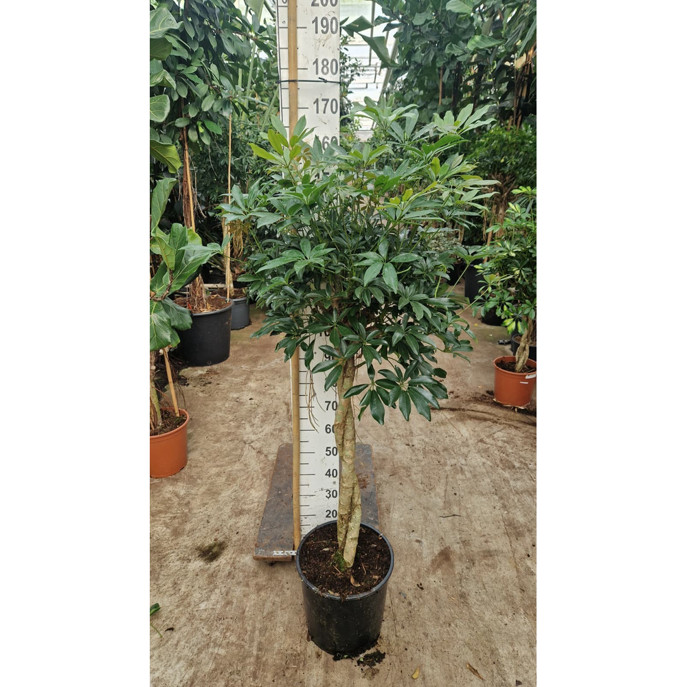 Schefflera Compacta twister 180.
