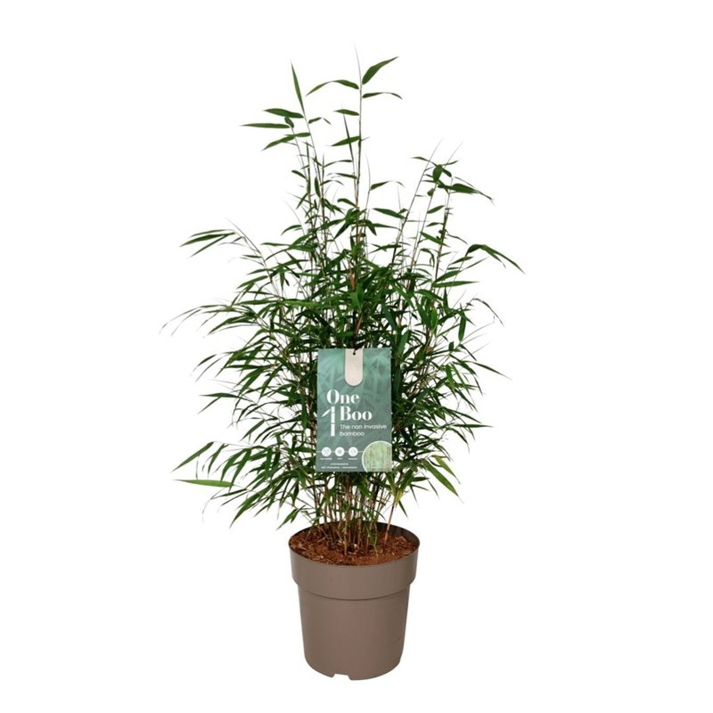 Fargesia robusta 'Wenchuan'.