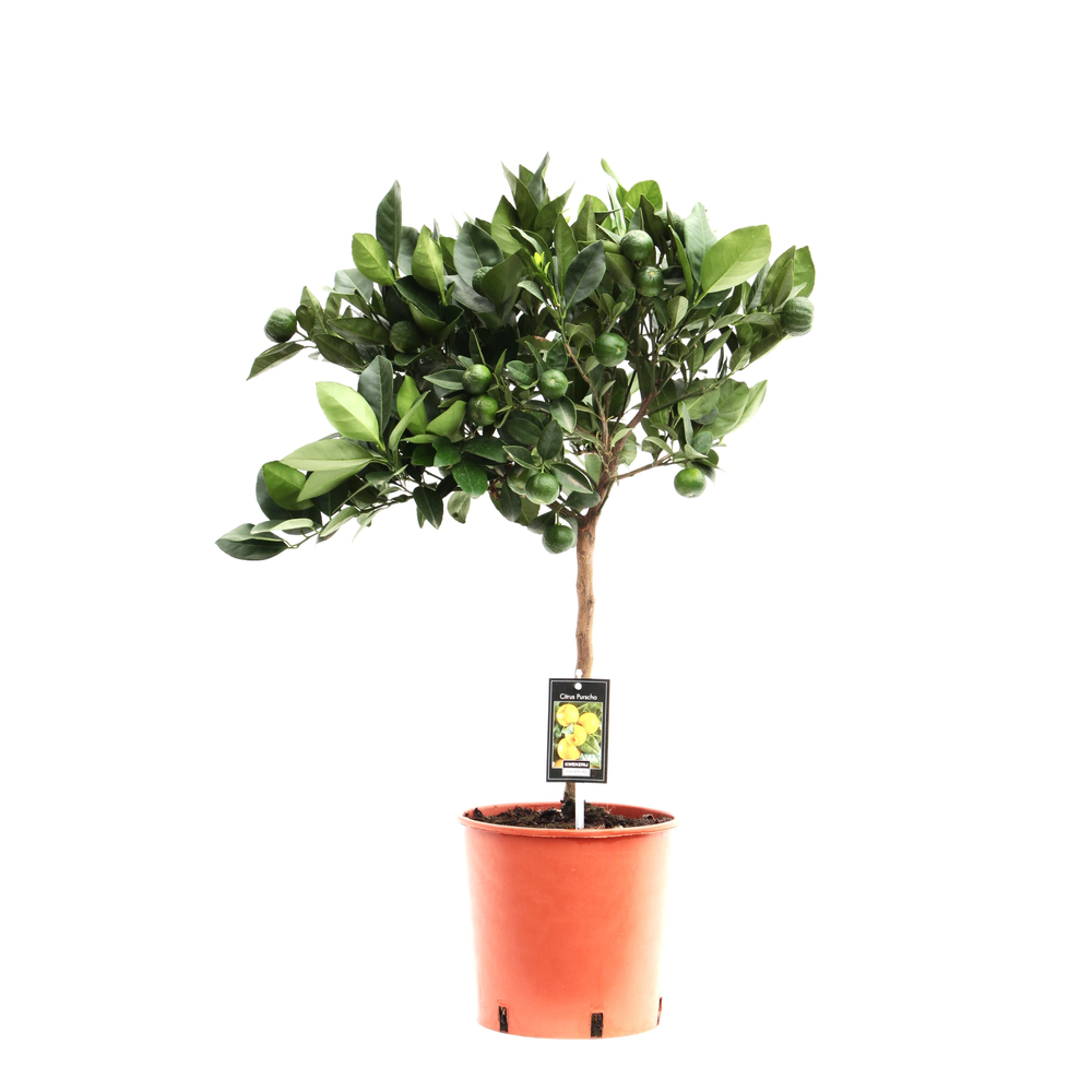 Citrus Calamondin.