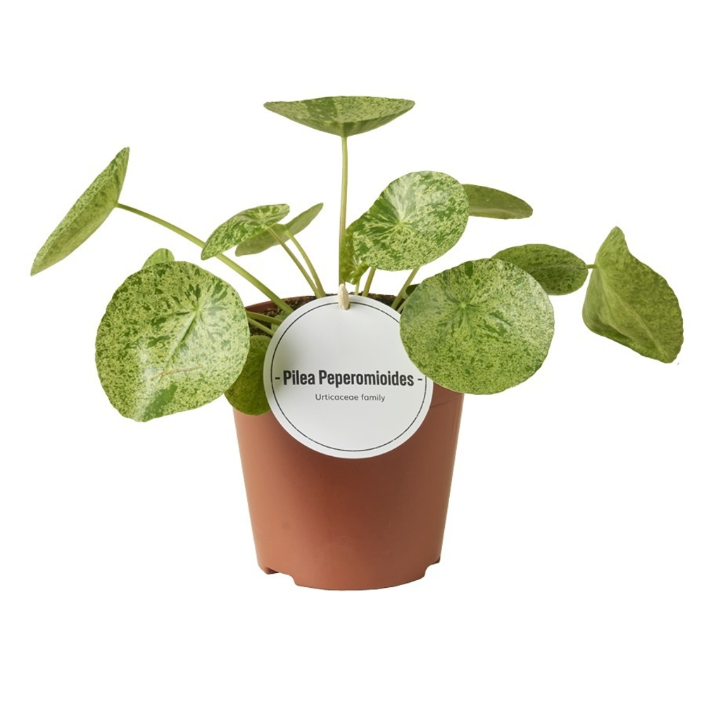 Pilea Mojito.