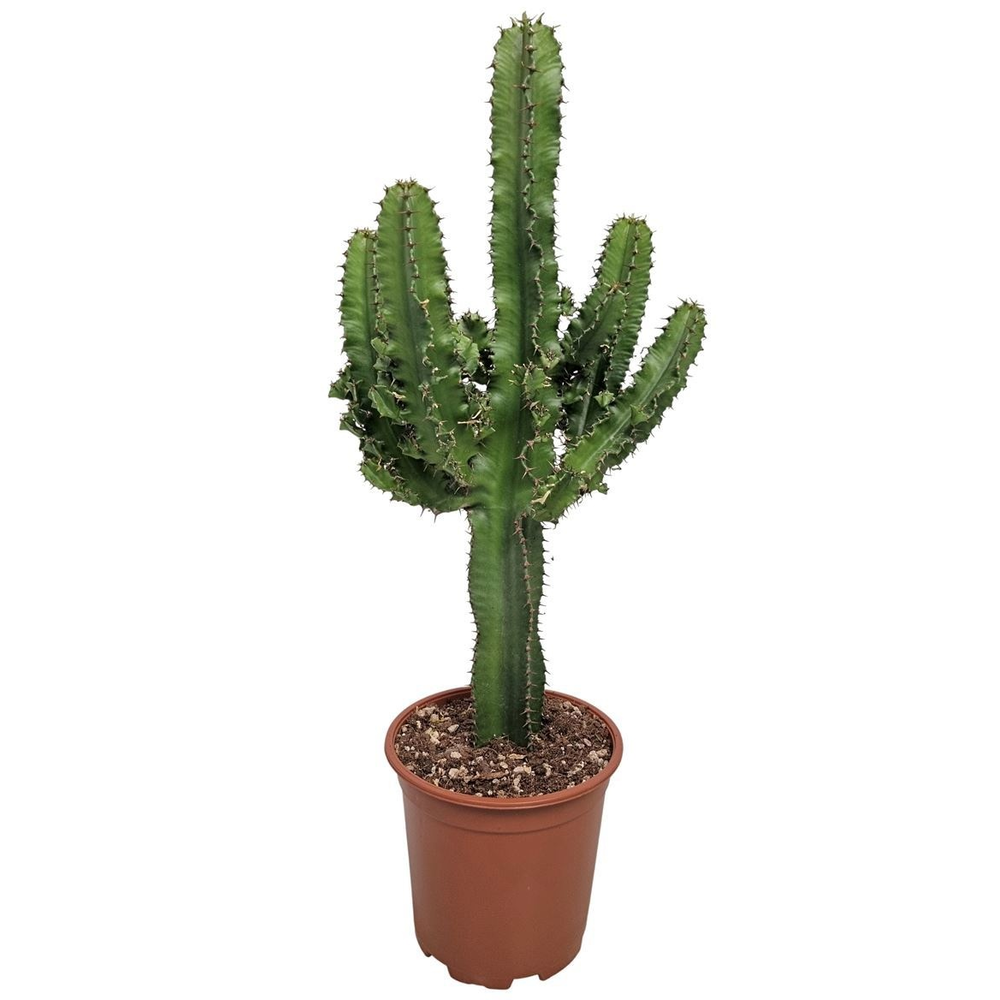Euphorbia Eritrea (no Globalg.a.p. Lot).