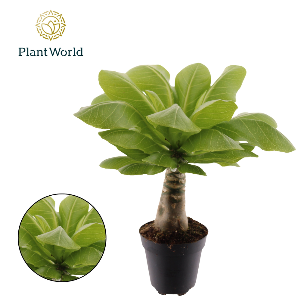 Brighamia insignis 'Hawaii Palm'.