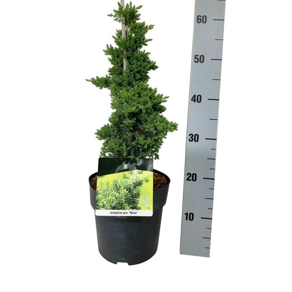 Juniperus proc. 'Nana'.