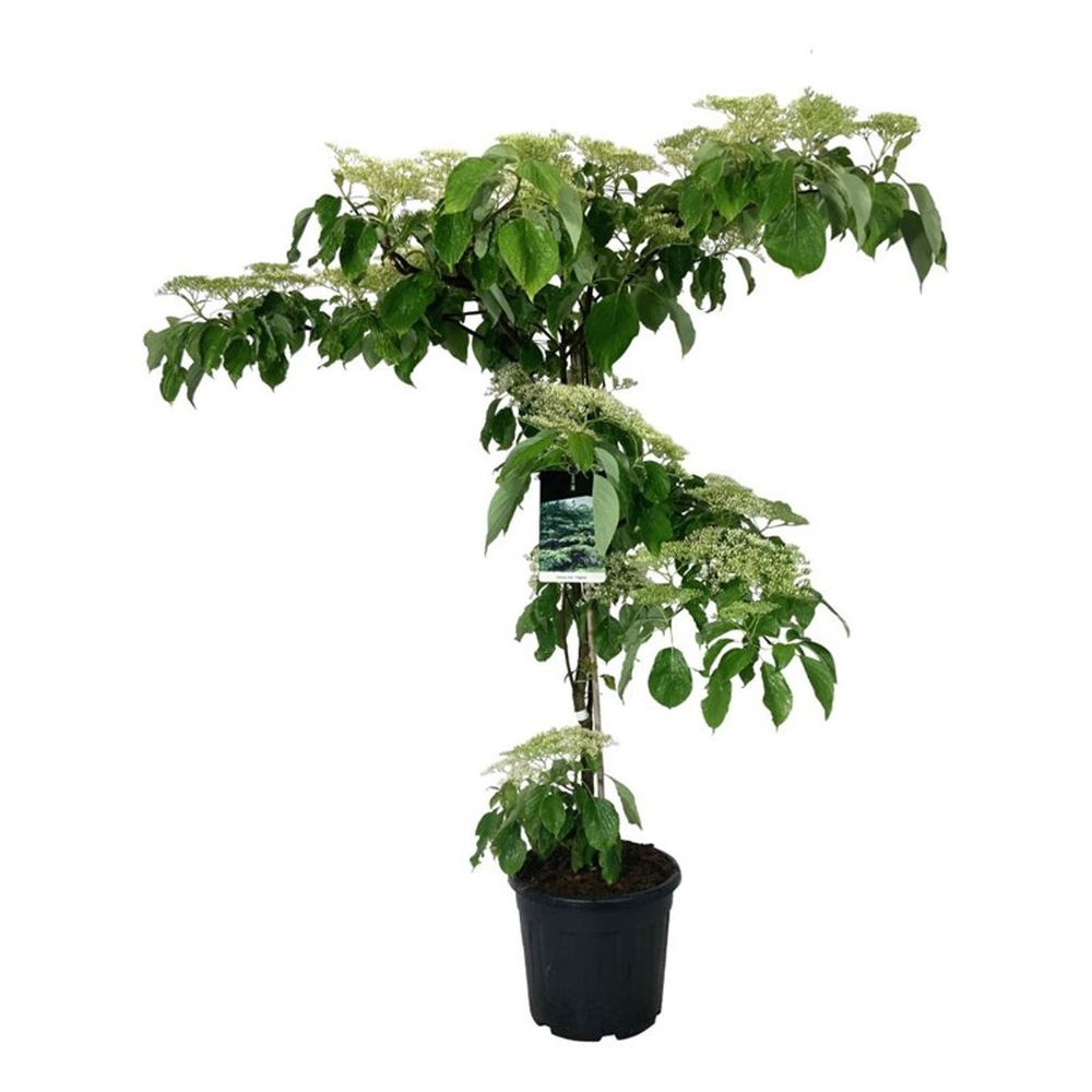 Cornus controversa 'Pagoda'.