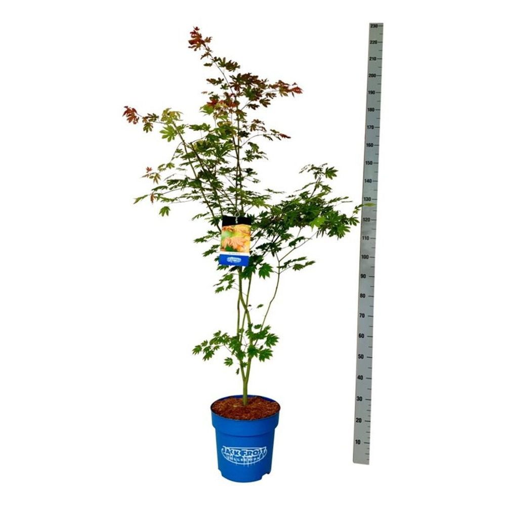 Acer North Wind ®.