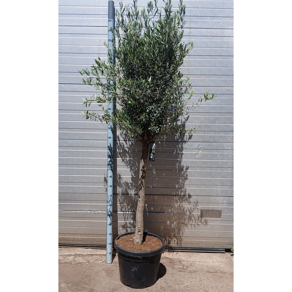 Olea europaea.