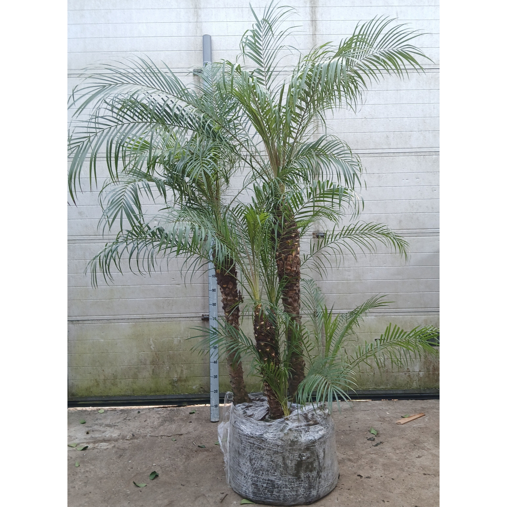 Phoenix roebelenii.