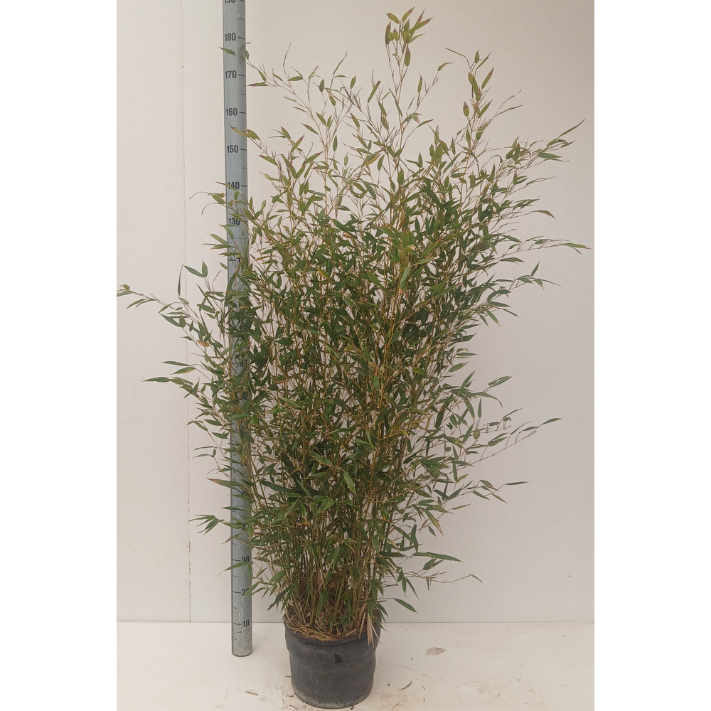 Phyllostachys aurea.