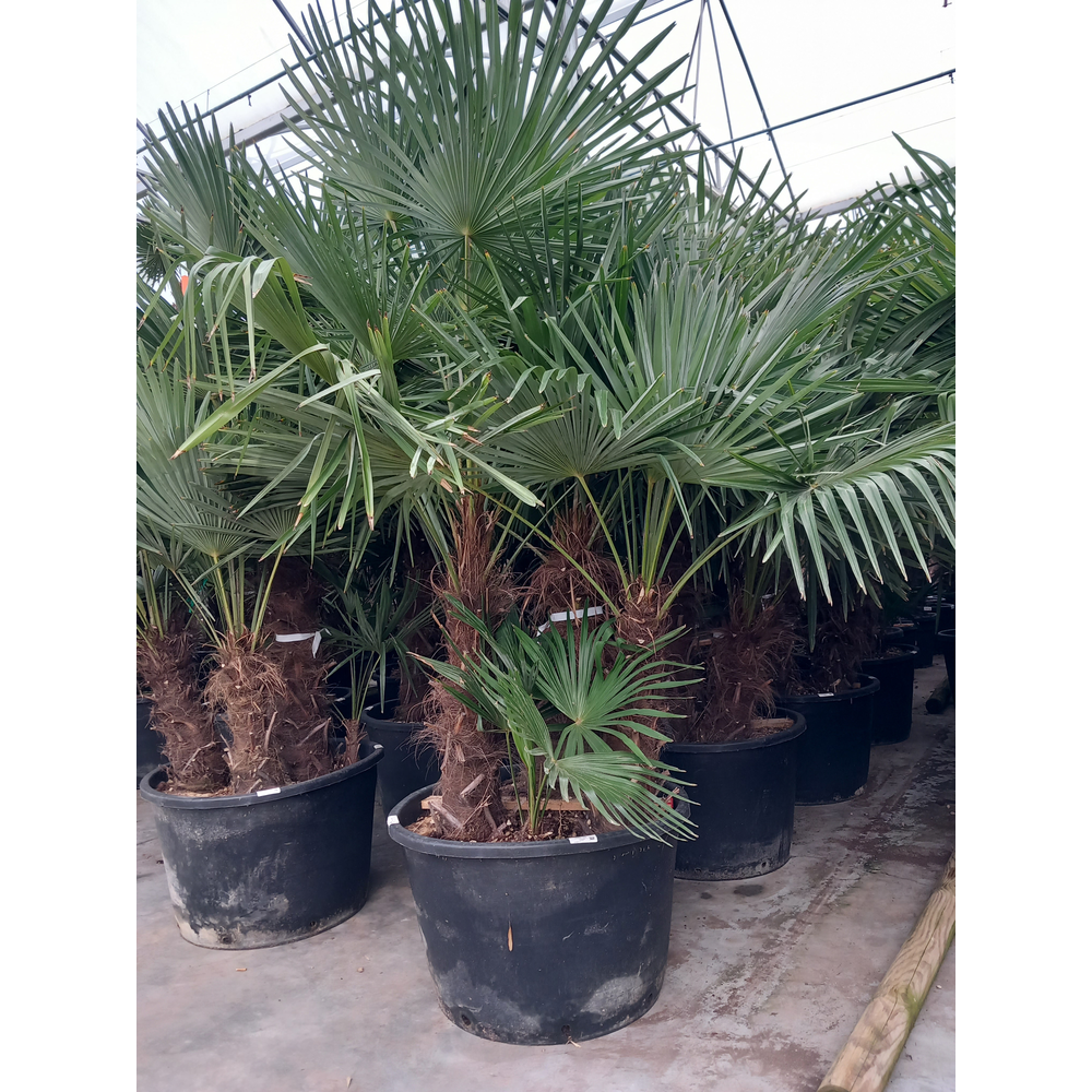 Trachycarpus fortunei.