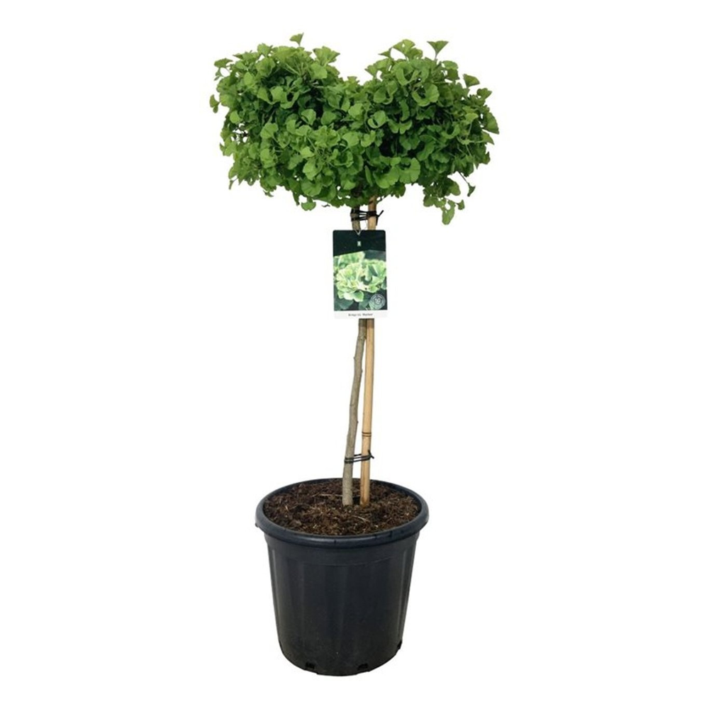 Ginkgo biloba 'Mariken'.
