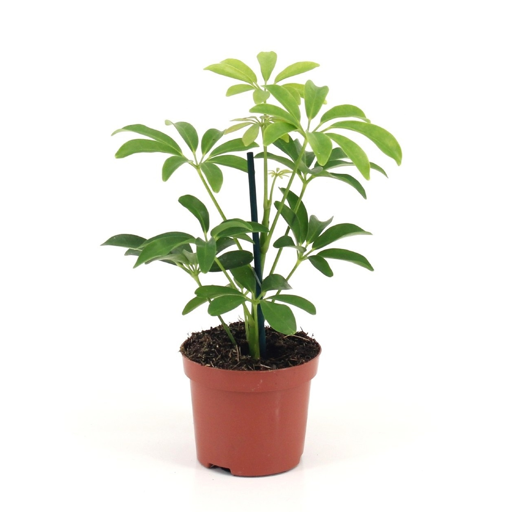 Schefflera Luseana.