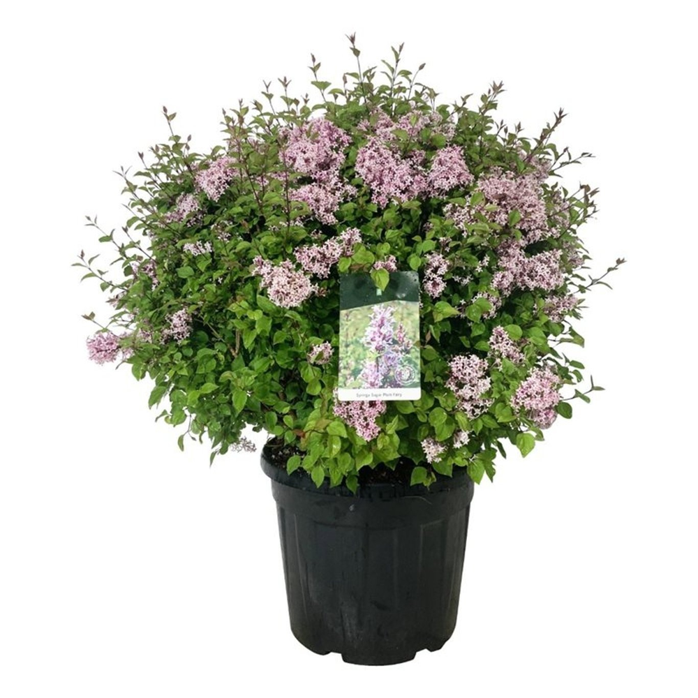 Syringa 'Sugar Plum Fairy'.