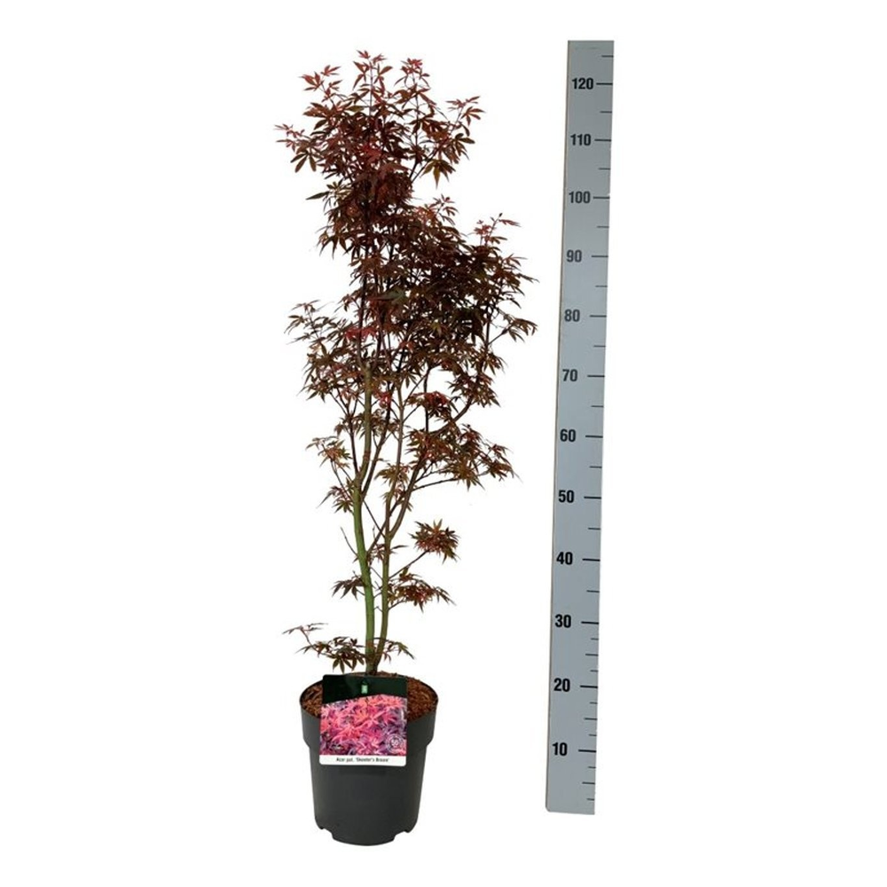 Acer pal. 'Skeeter's Broom'.