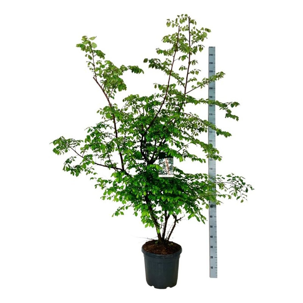 Ulmus minor suberosa.
