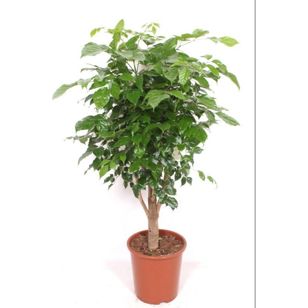 Radermachera hainanensis.