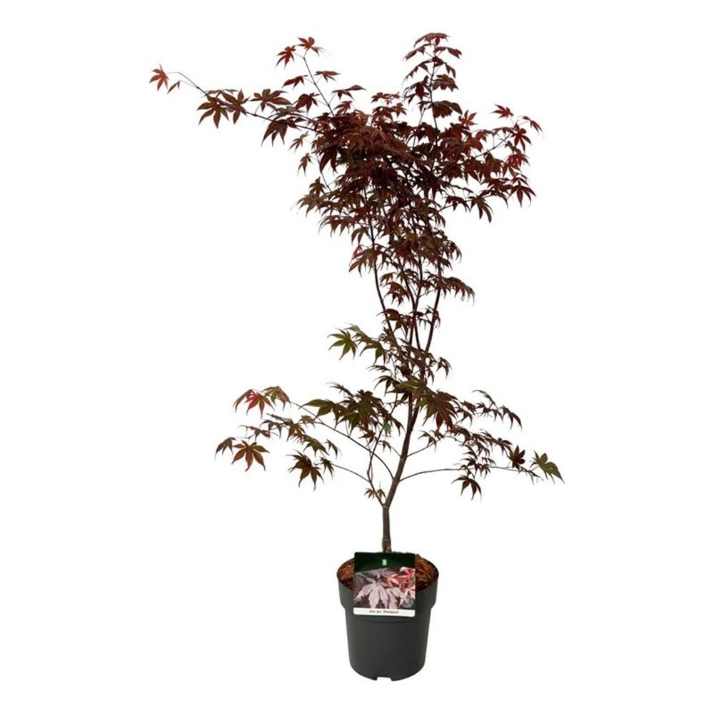 Acer pal. 'Bloodgood'.