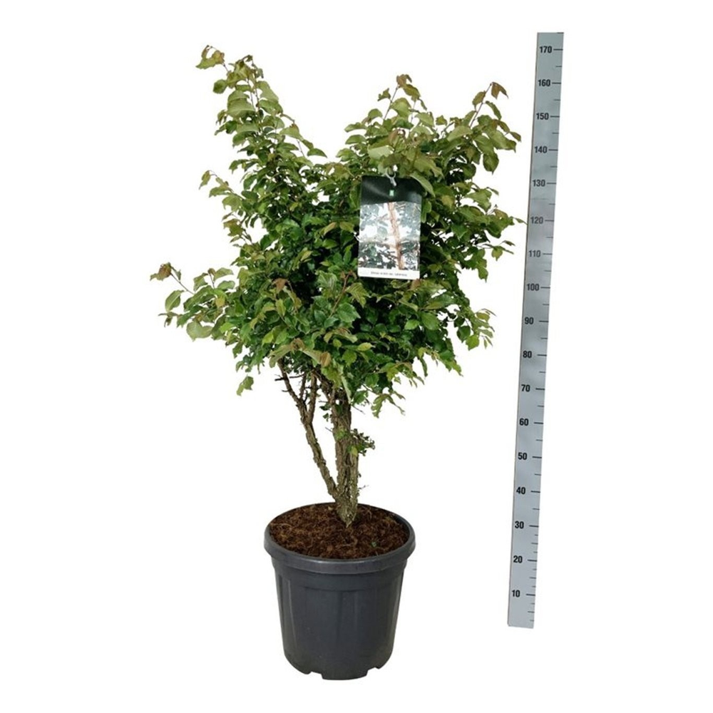 Ulmus minor suberosa.