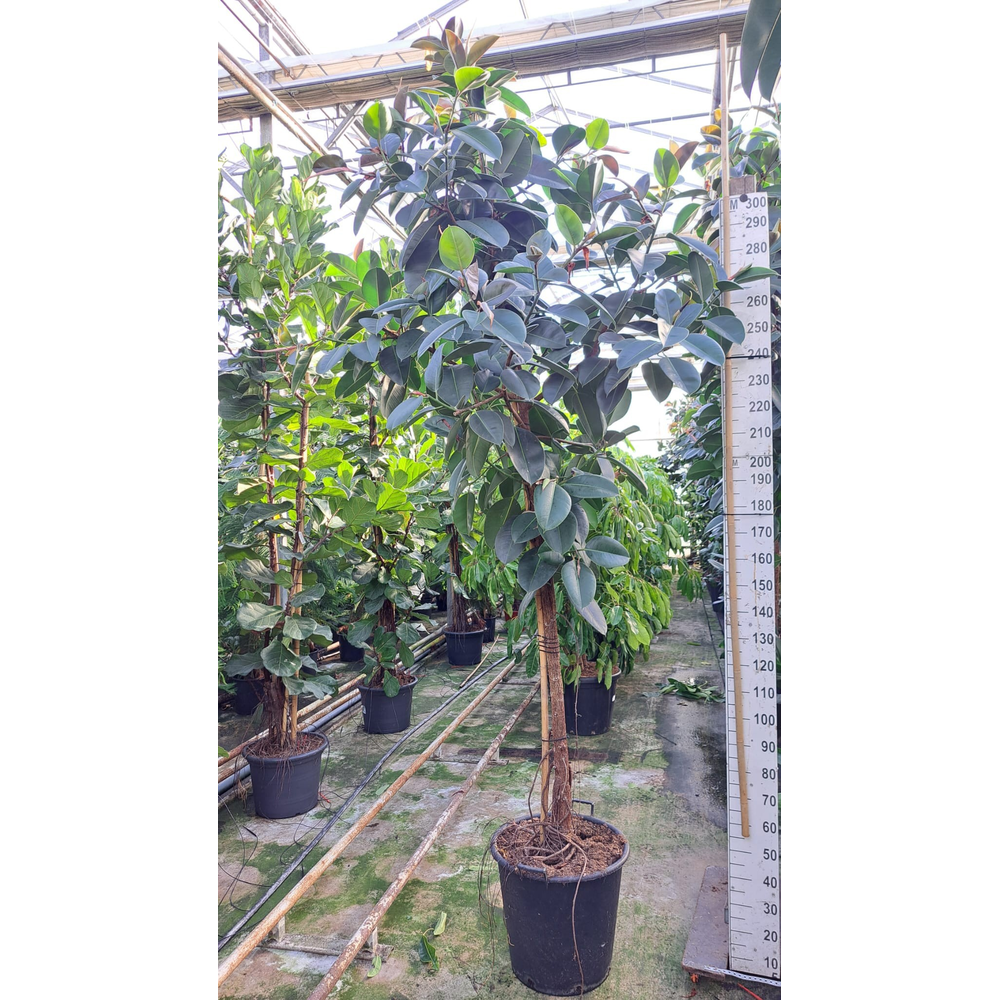 Ficus Robusta multistam XXXL.