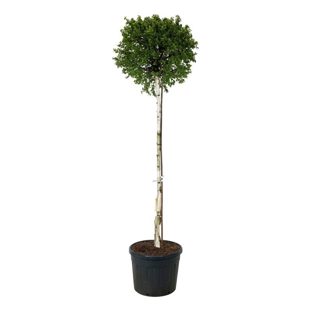 Betula p. Magical Globe.