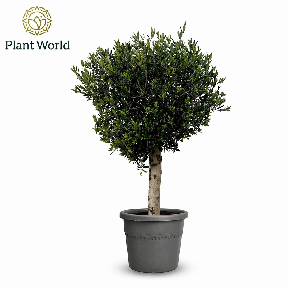 Olea Europaea 160-180 cm.