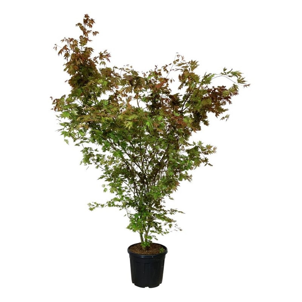 Acer pal. Brown Sugar.
