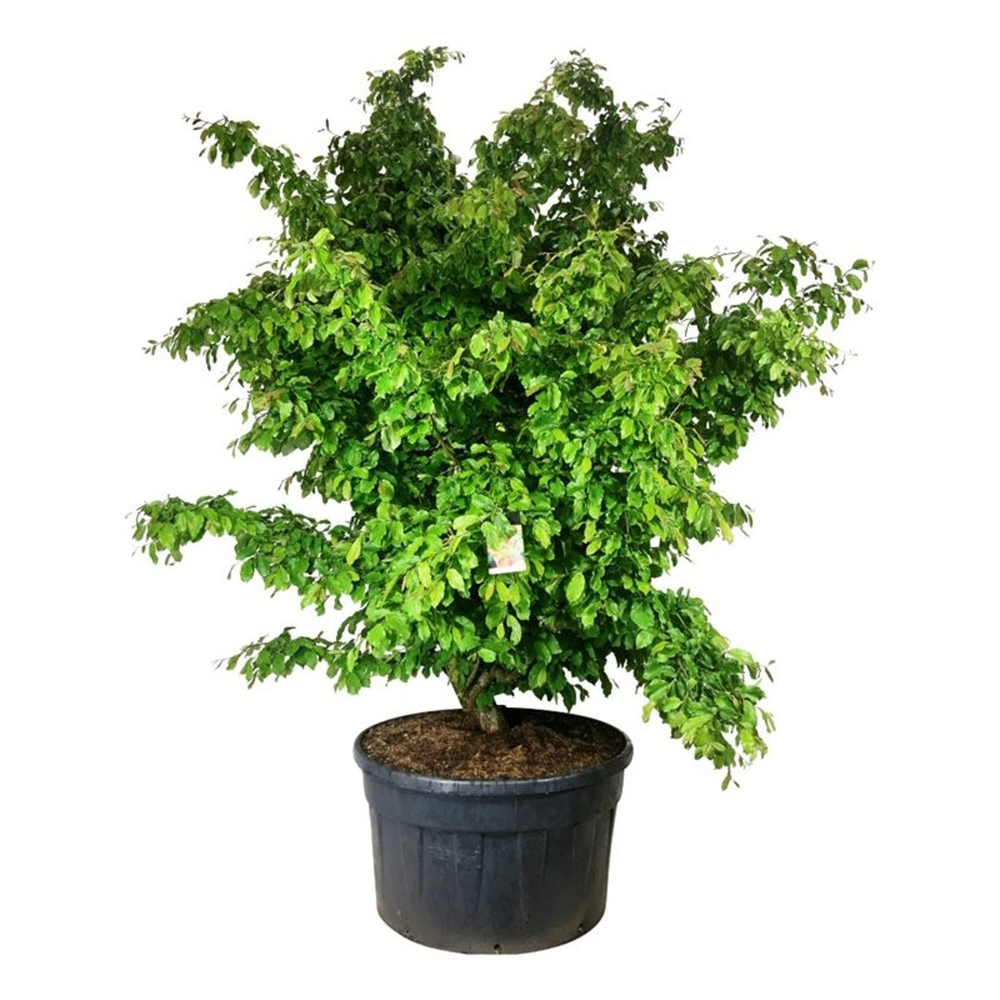 Parrotia persica.