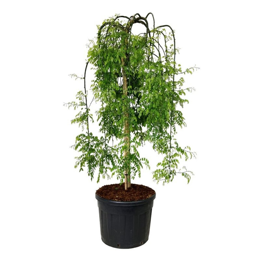 Styphnolobium jap. 'Pendula'.