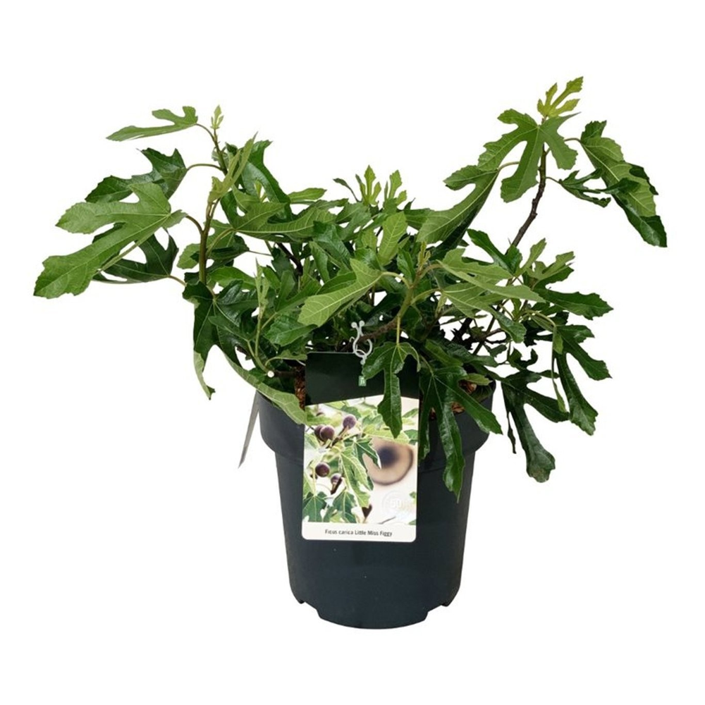Ficus car. Little Miss Figgy (R).