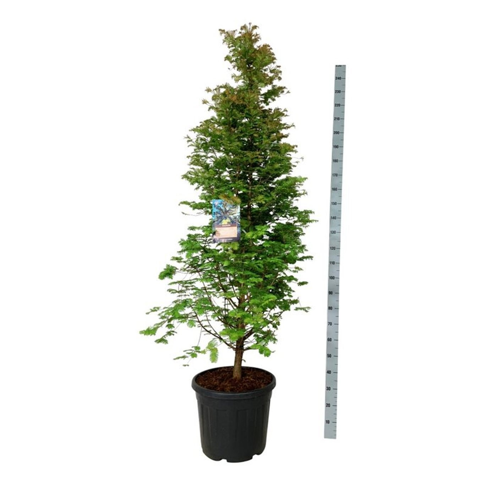 Metasequoia gl. 'Daw.Tawny Fleece'.