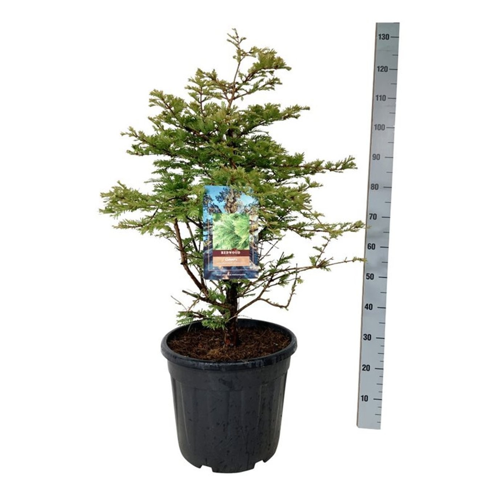 Metasequoia gl. 'Schirrm. Nordl.'.