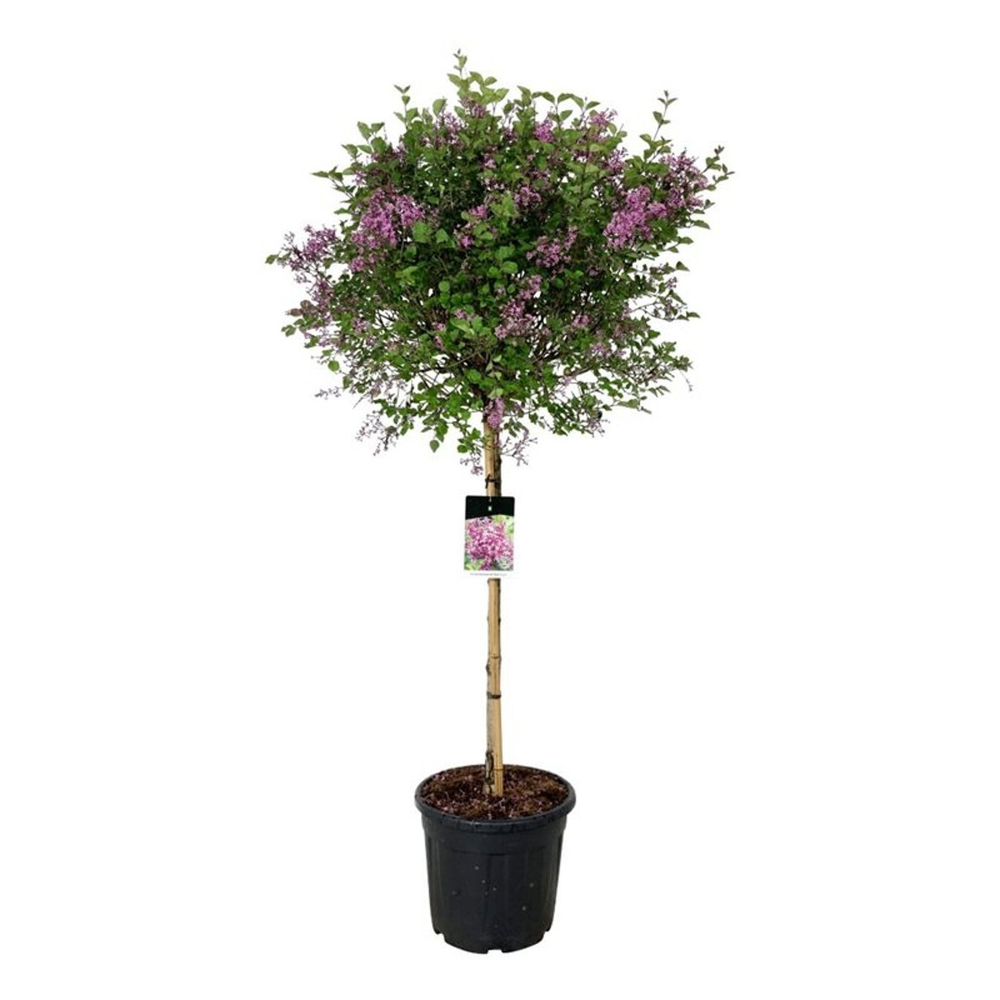 Syringa BLOOMERANG® 'Dark Purple'.